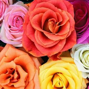 Meet your Posher, Whitney